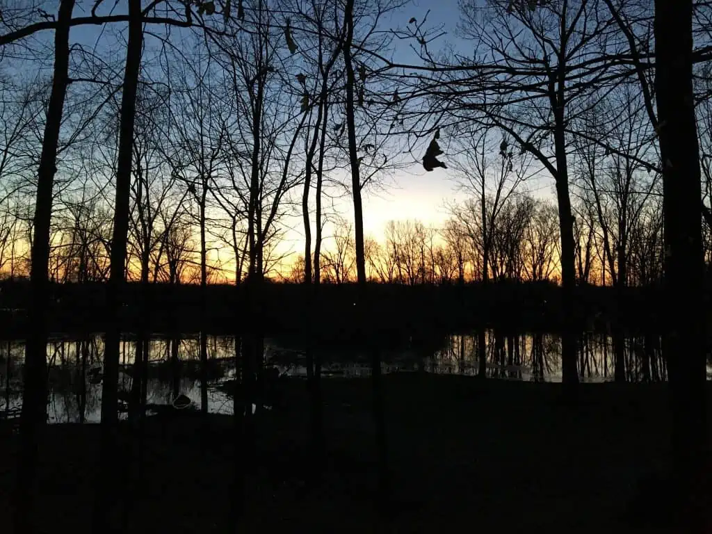 A tree next to a body of water