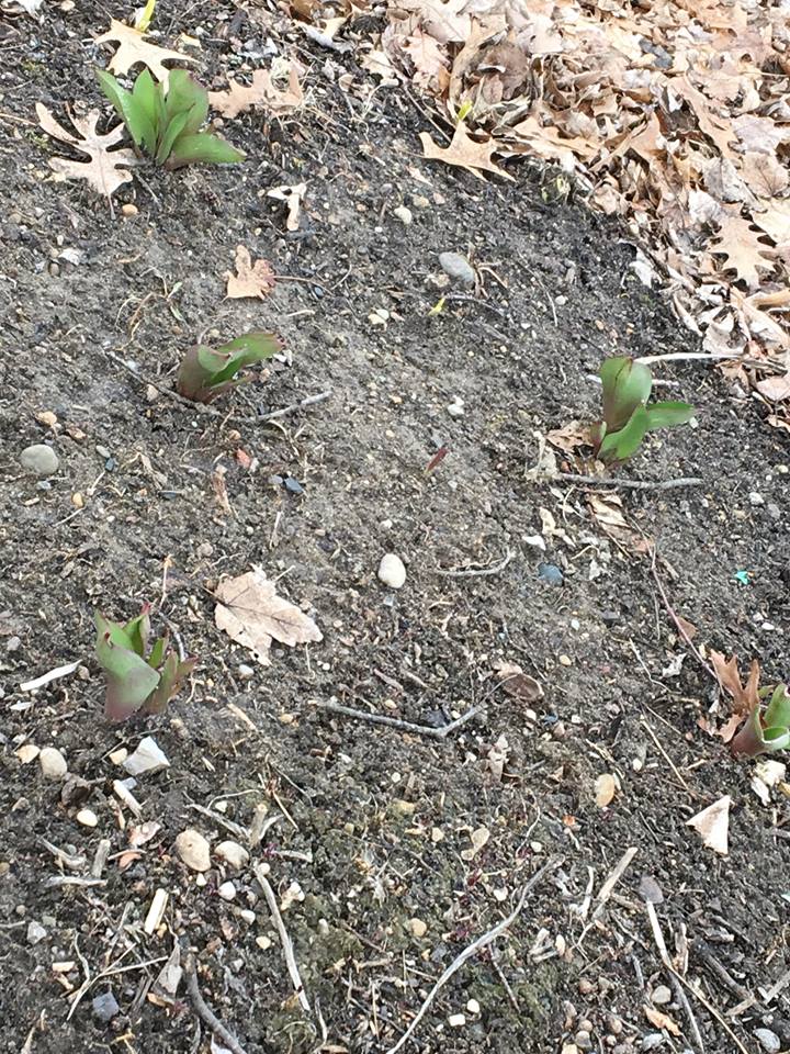 A group of leaves scattered on the ground.