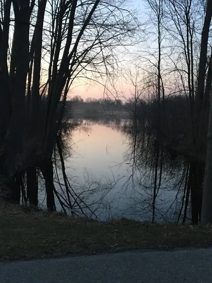 A couple of trees on the edge of the lake. 