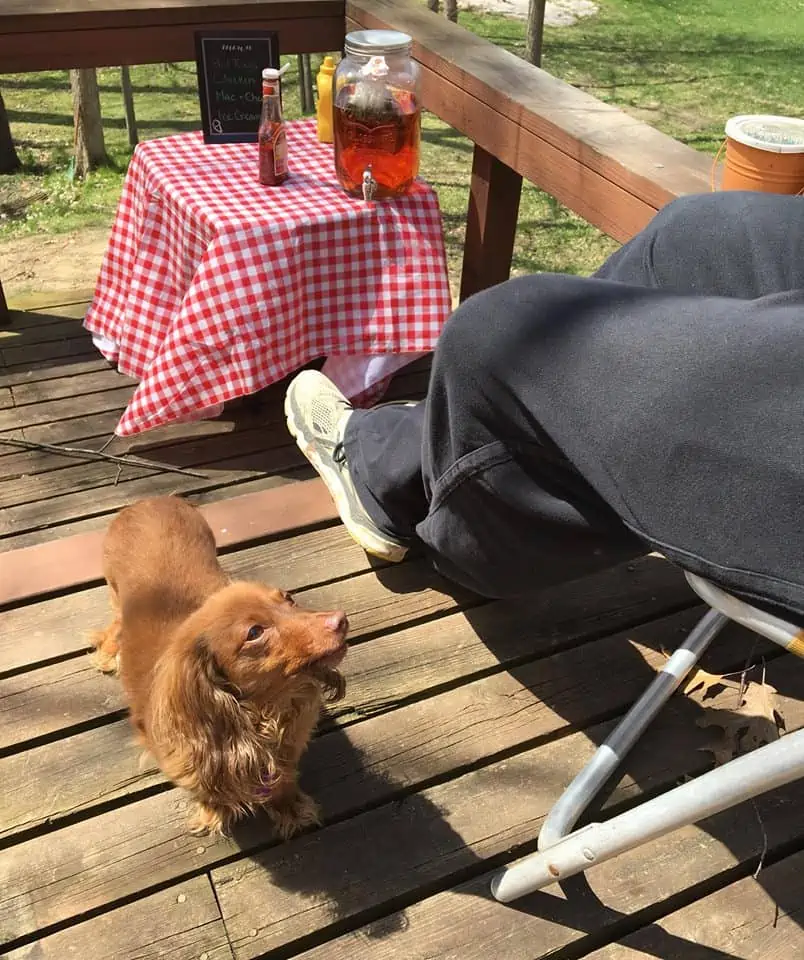 Dog begging for delicious picnic food.