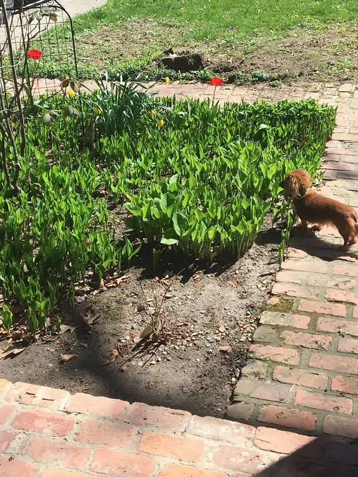 A dog in a garden