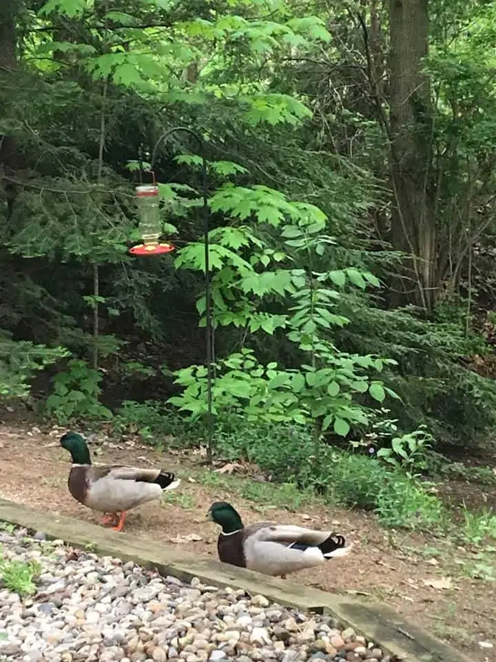 Several ducks walking down a dirt path in the middle of the forest. 