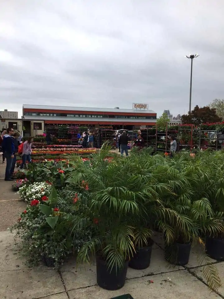 A group of people standing in a parking lot surrounded by shrubbery and other plants.