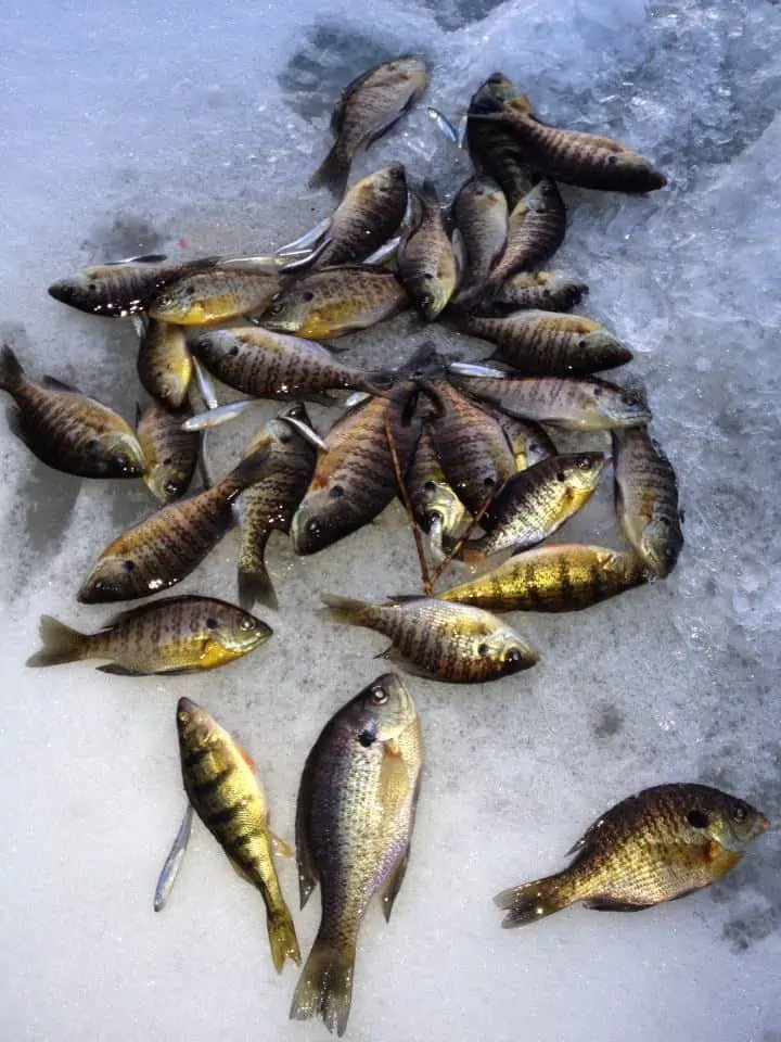 A group of fish on ice.