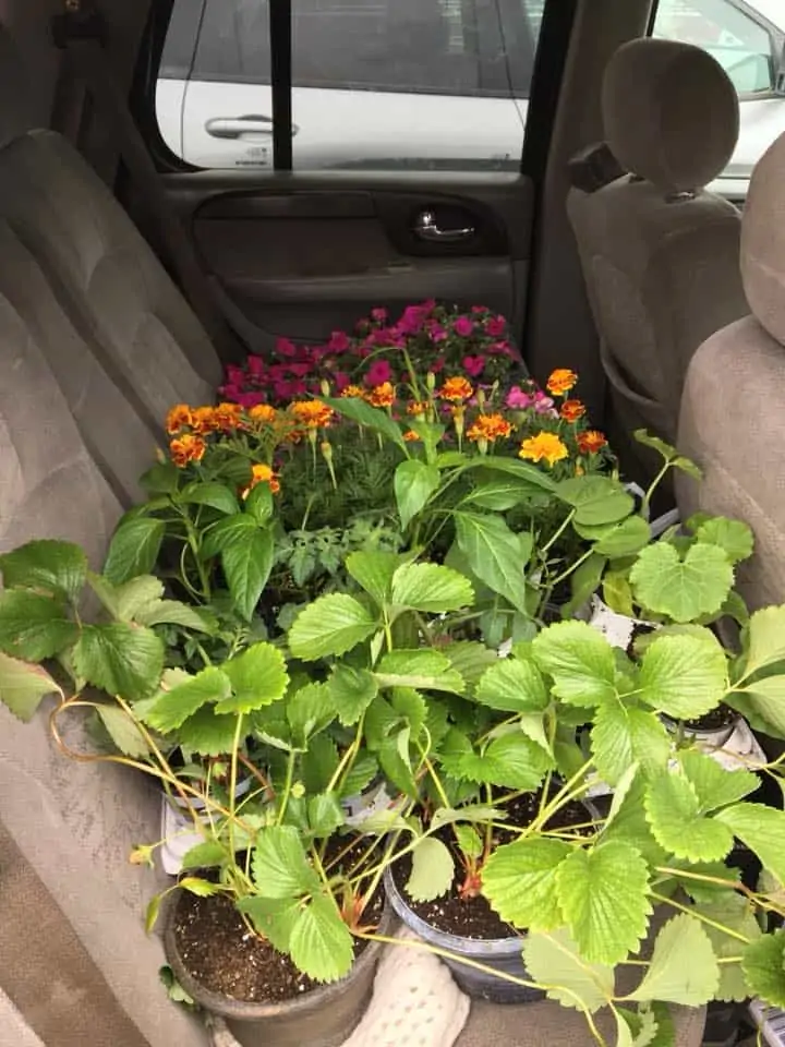 A bundle of flowers and plants in the back seat of the car.