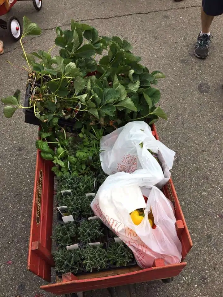 Plants and shrubbery in a basket.