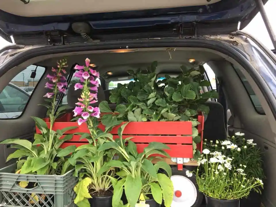 Flowers, shrubbery, and other greenery plants in a red wagon.