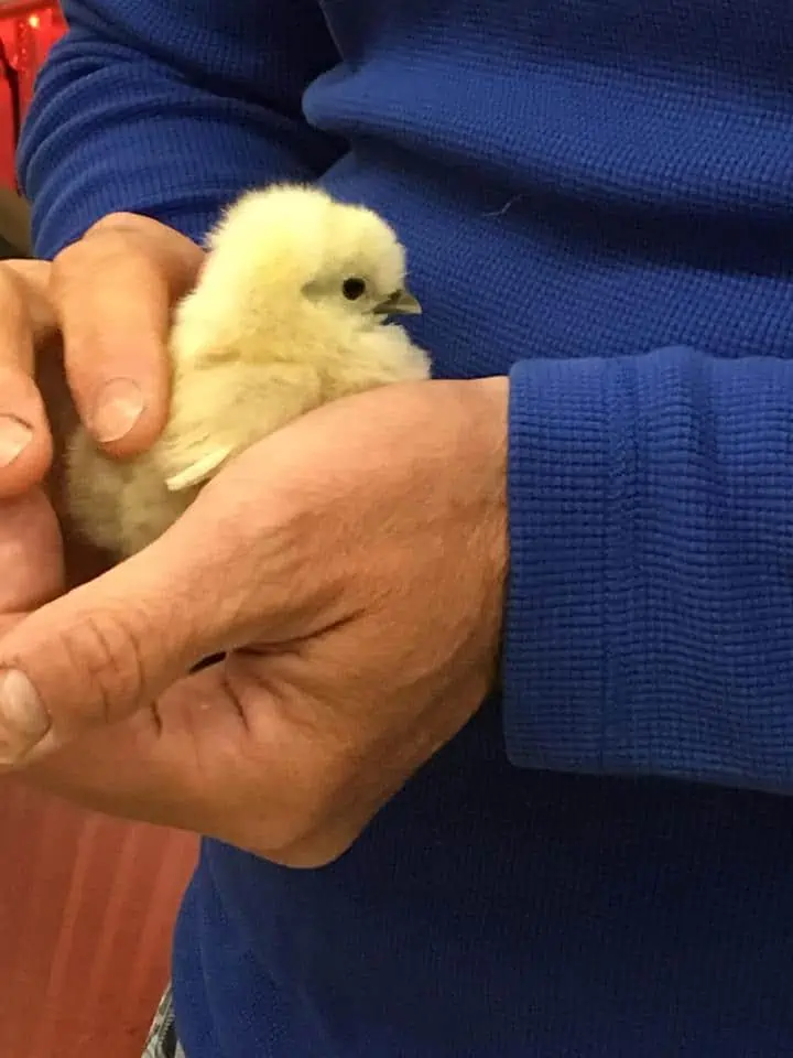 A baby chick in a man\'s hand.