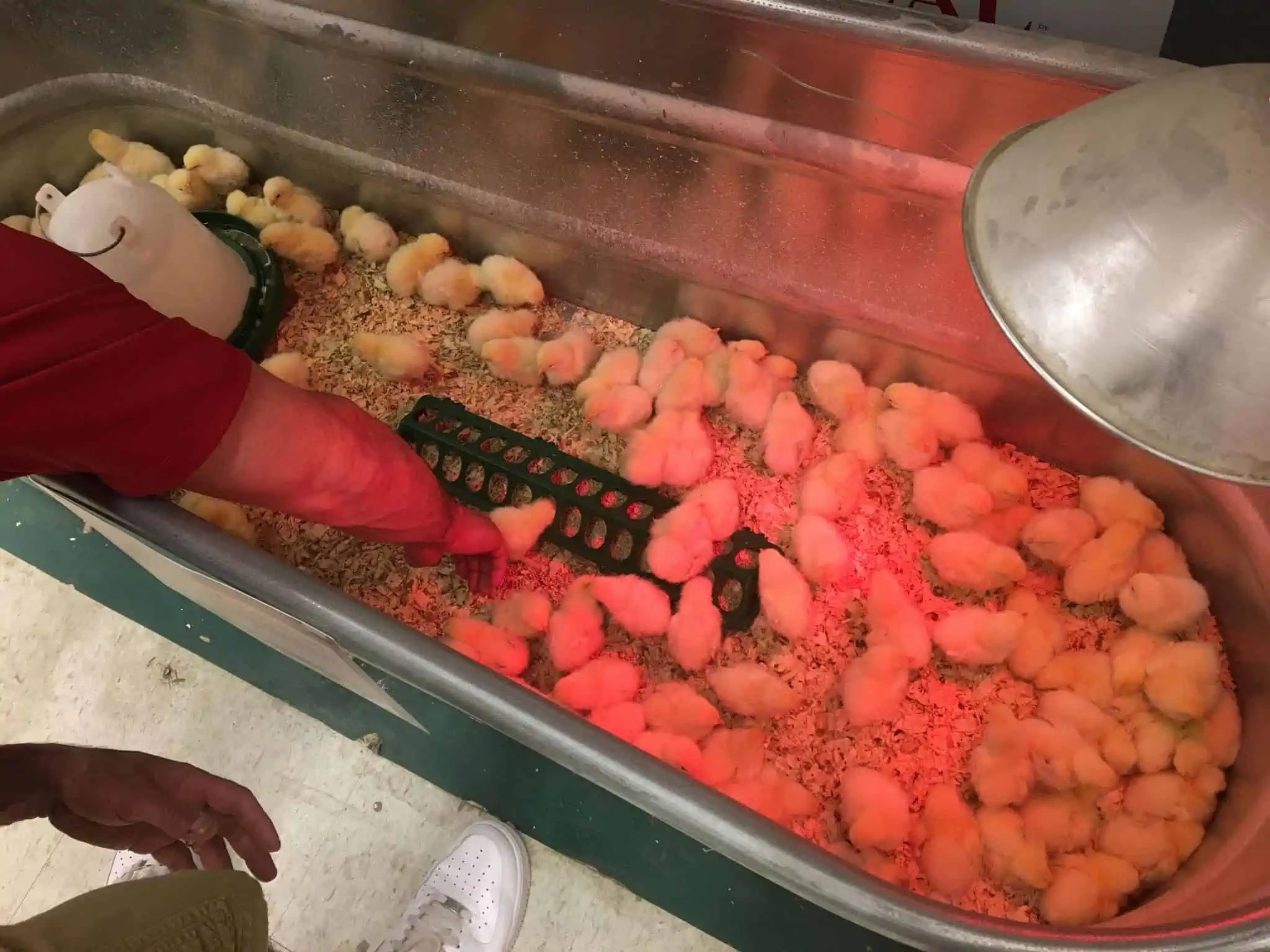 A bunch of baby chicks in a warming container.