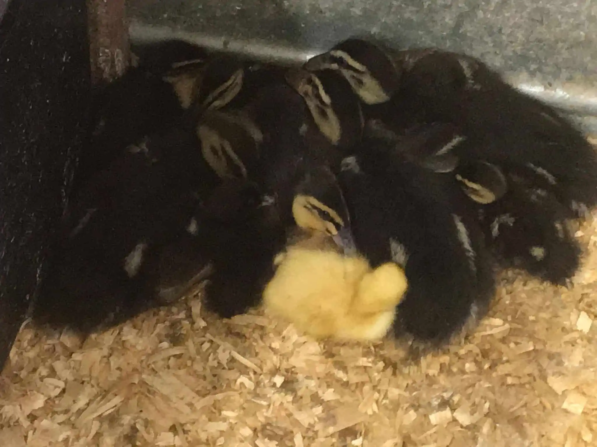 A gathering of baby chicks.