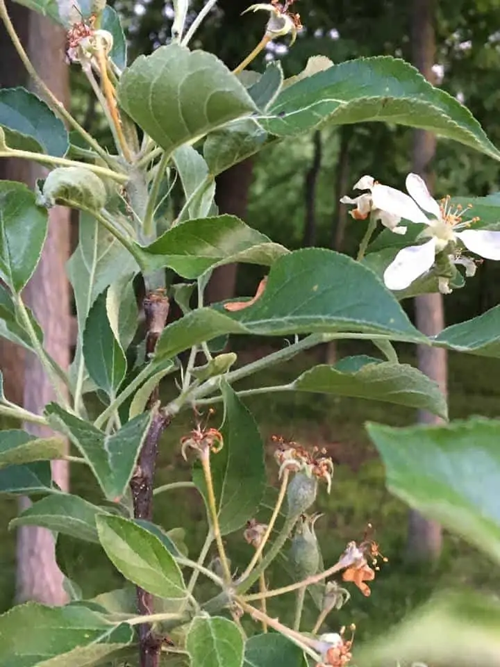 A green plant