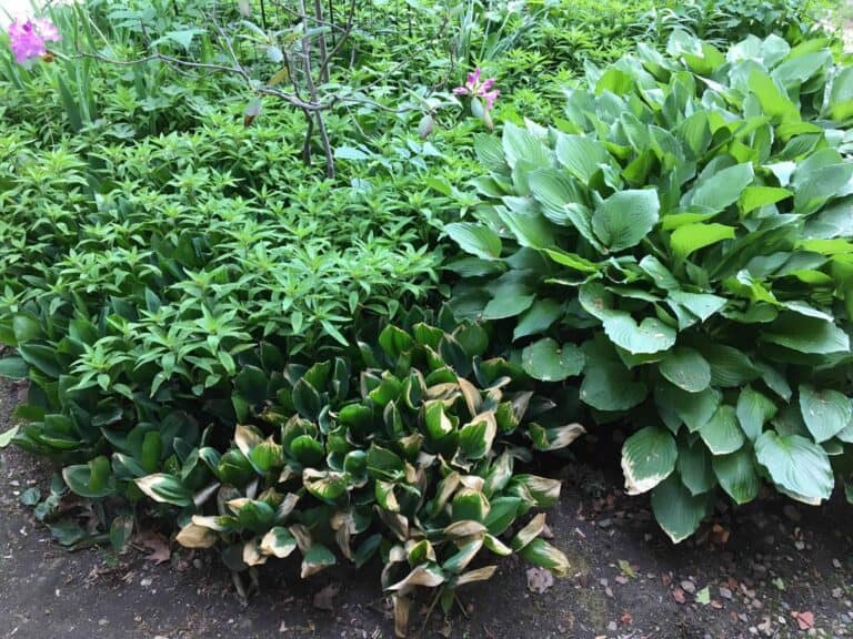 A green plant in a garden