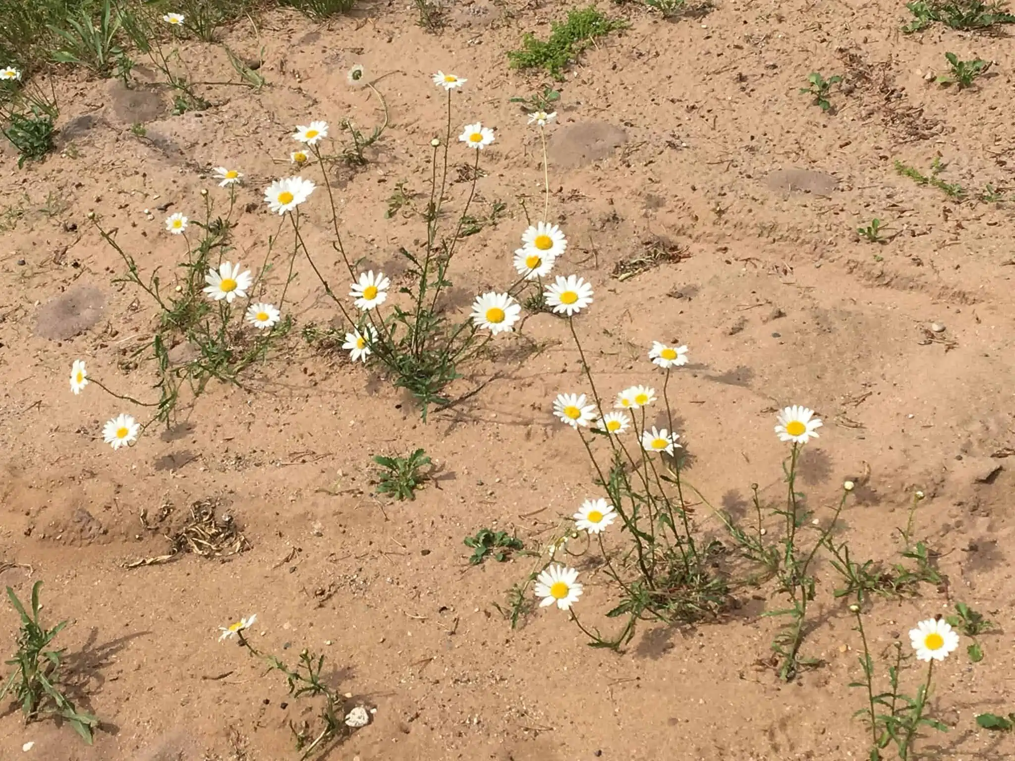 A close up of a flower garden