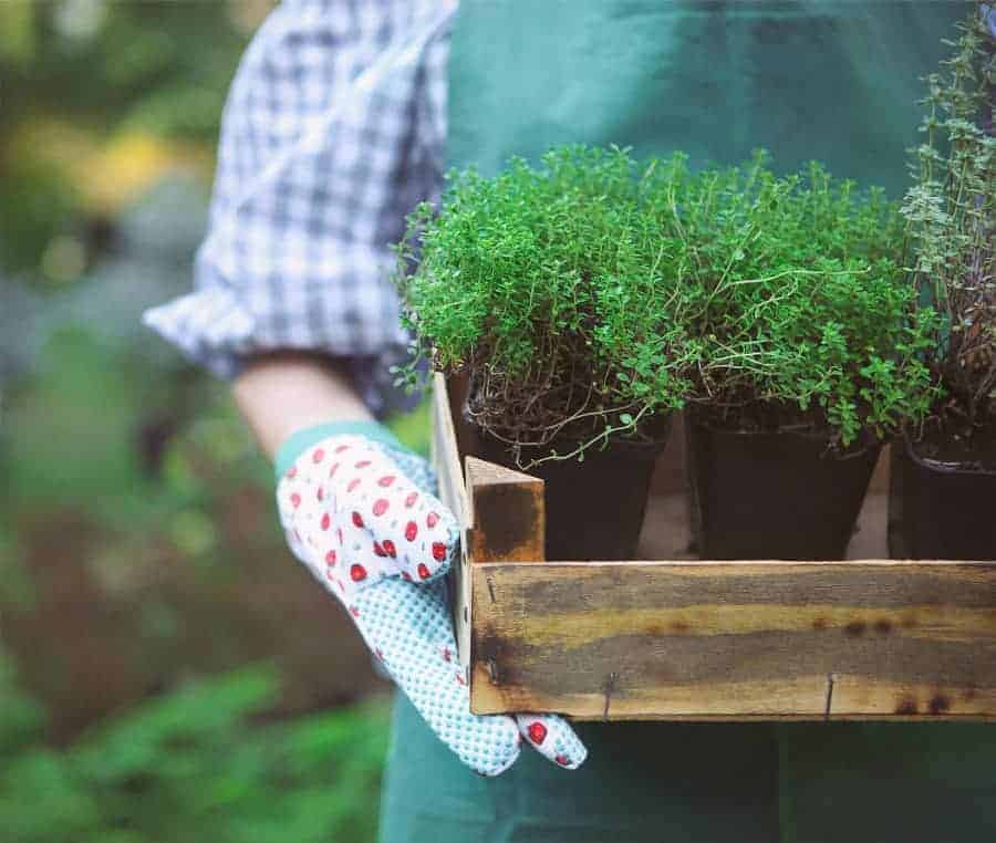 The Best Frugal Gardening Tips