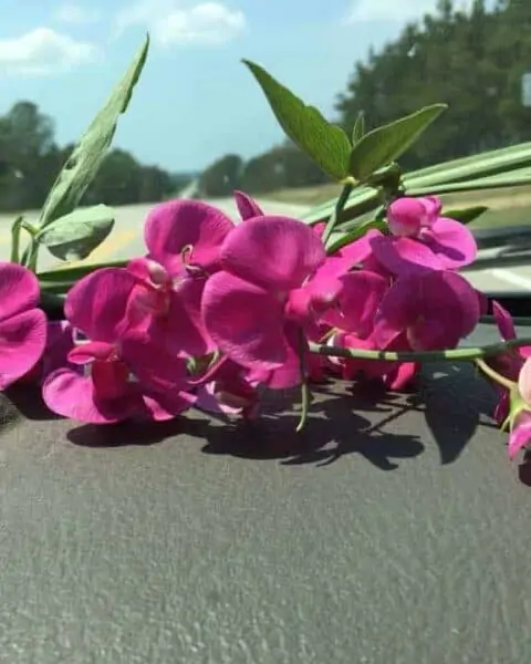 Flowers on a dashboard of a vehicle.