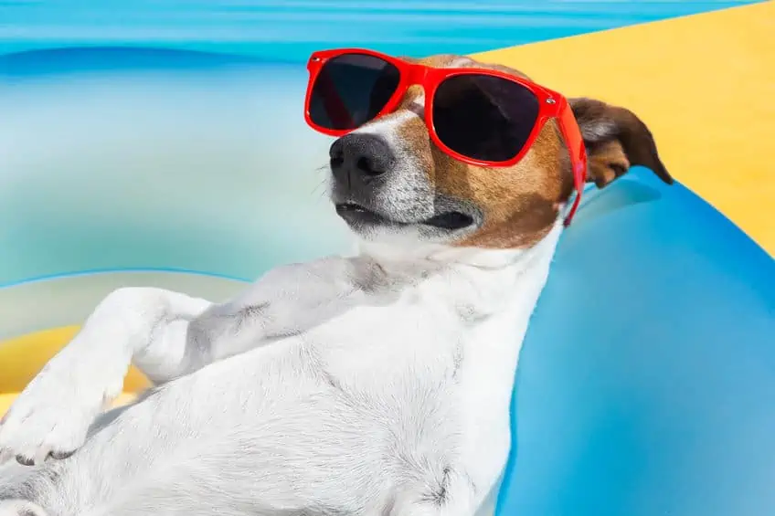 Happy dog with red sunglasses in a swimming pool.