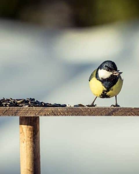 cute little bird sitting by birdseed