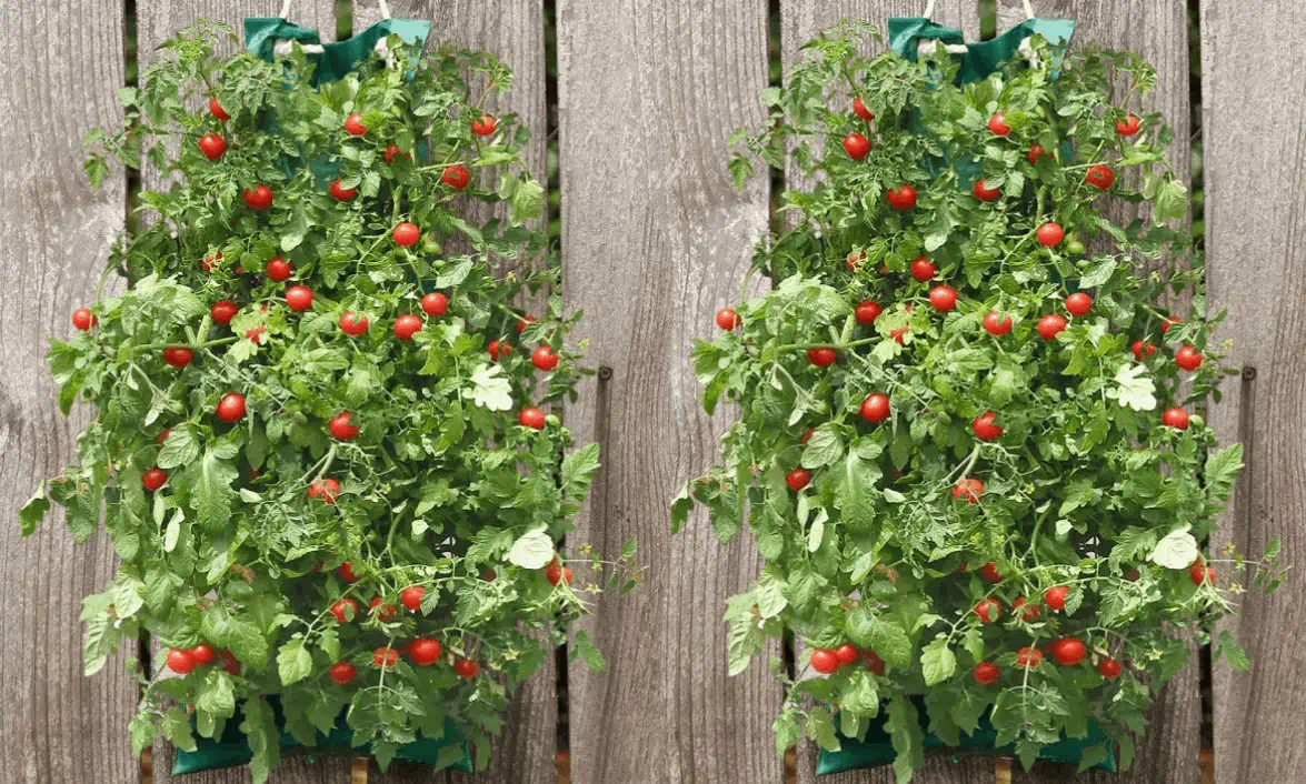 Organic Indoor/Outdoor Vegetable Hanging Garden