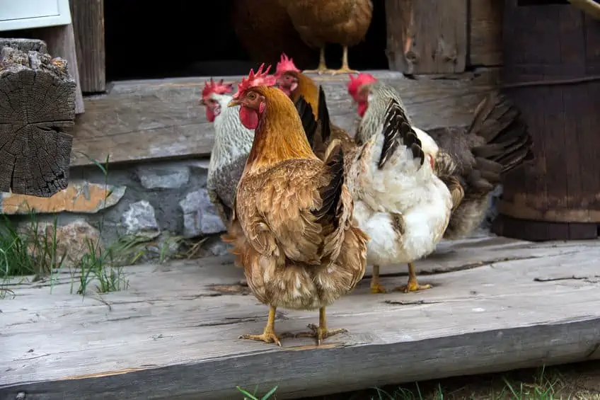 Chickens on their coop. The history behind homesteading and how to start.