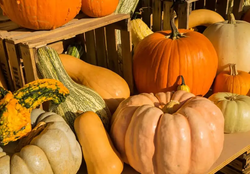 Different varieties of garden squash including several types of pumpkins.