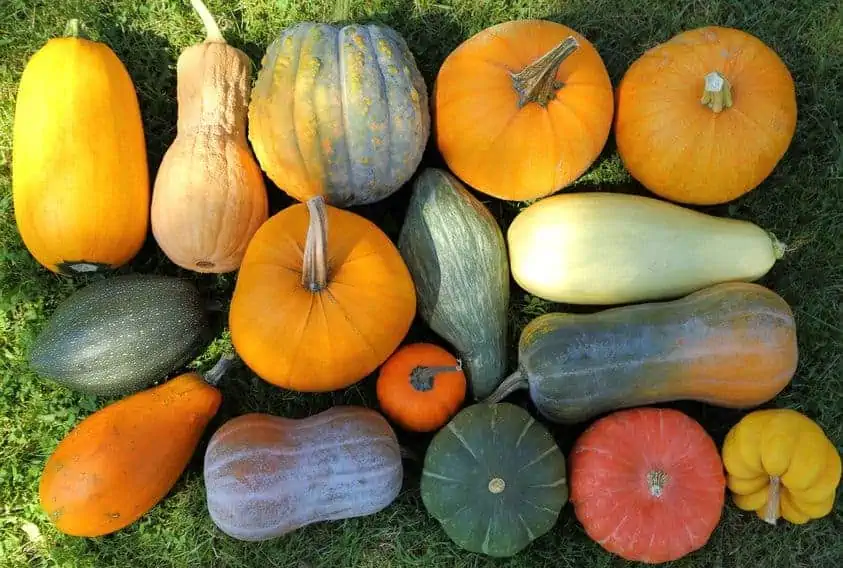 How to Store Different Types of Squash