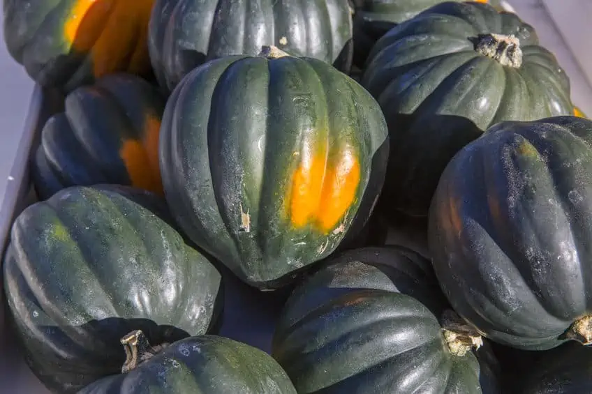 Basket of fresh garden acorn squash.