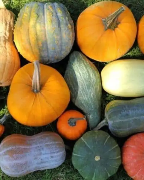 A variety of squashes including gourds, pumpkins, spaghetti squash, and more.