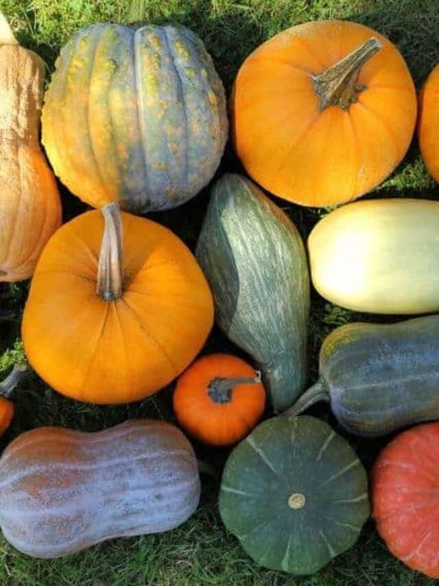 How to Store Different Types of Squash Story