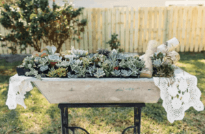 20 Pack of Succulents for Sale $33.49