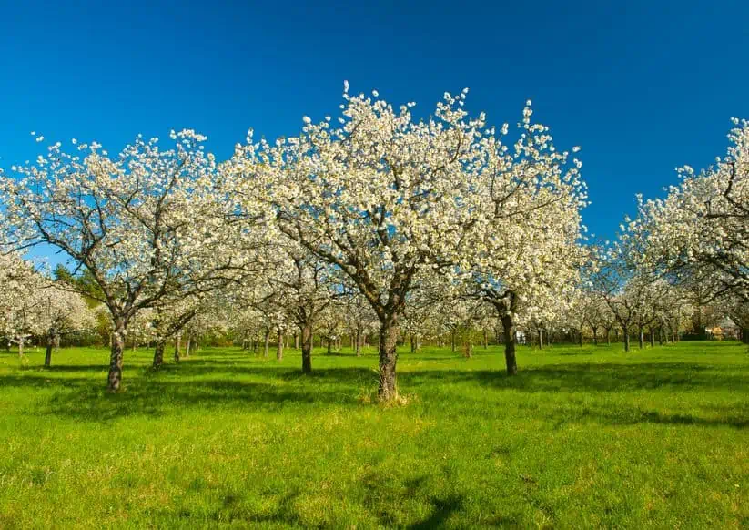 apple tree in bloom