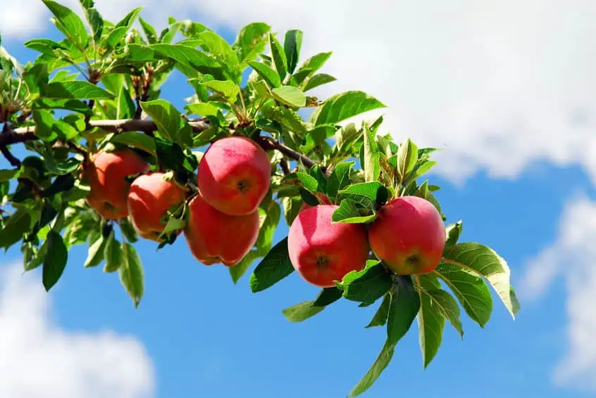 apples on a tree