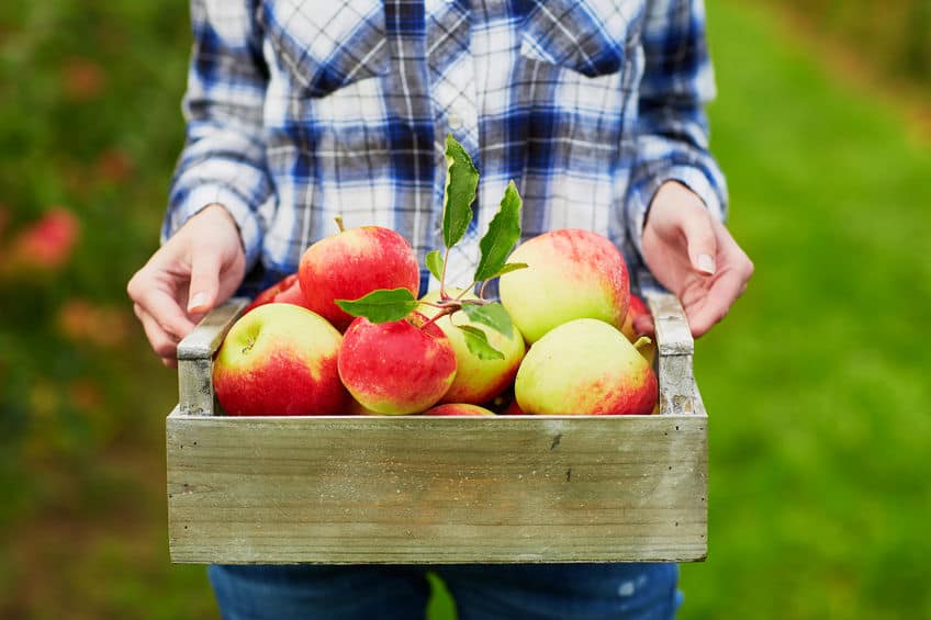 How to Plant and Care for an Apple Tree