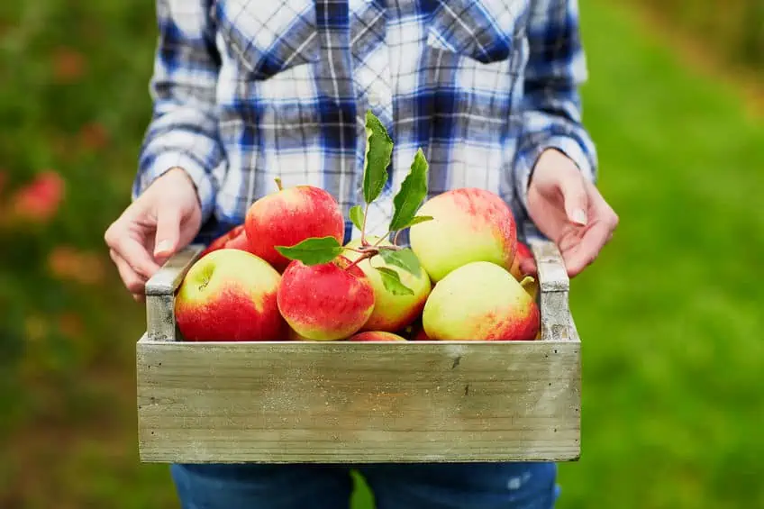 How to Plant and Care for an Apple Tree