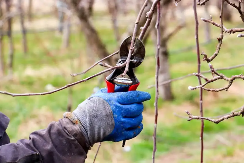 how to prune an apple tree