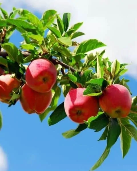 apples hanging from an apple tree