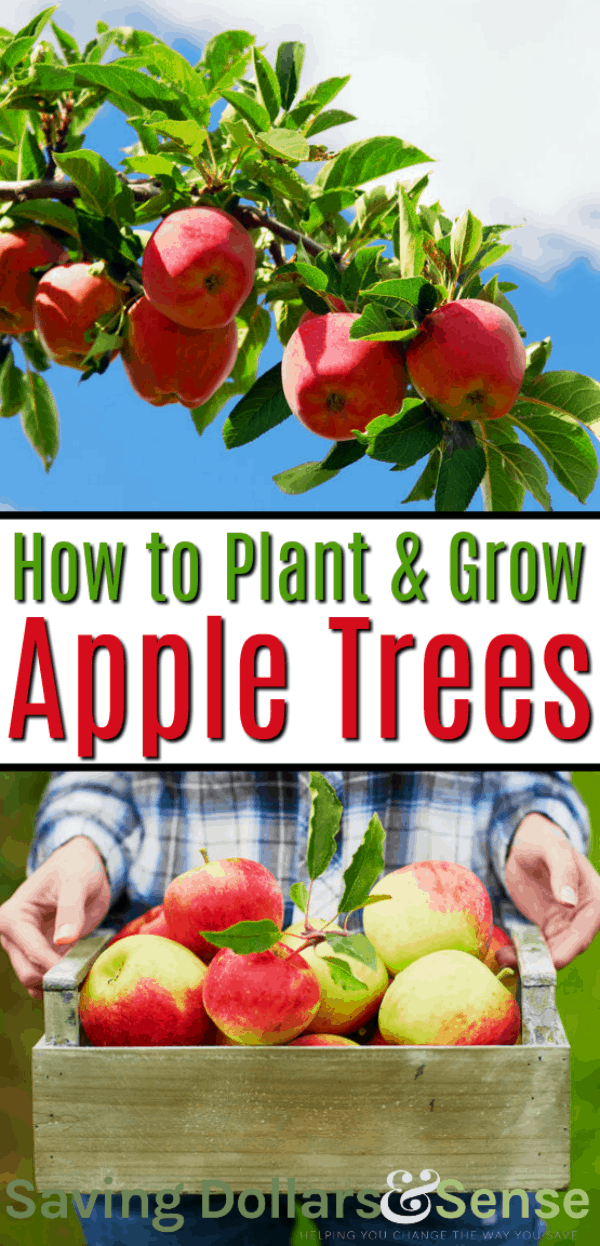 How to Plant & Care for an Apple Tree Saving Dollars & Sense
