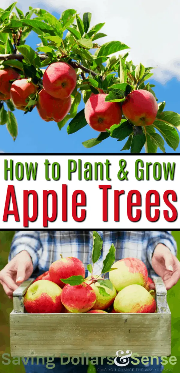 How to Plant and Care for an Apple Tree