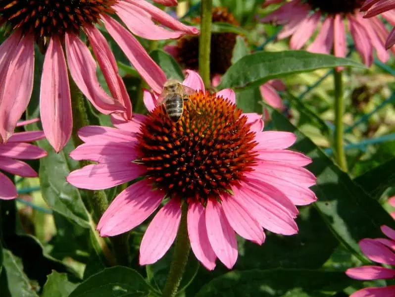 What flowers do bees like?