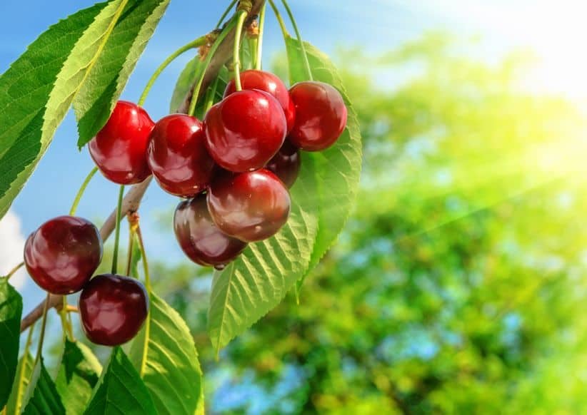 how to get cherries to grow