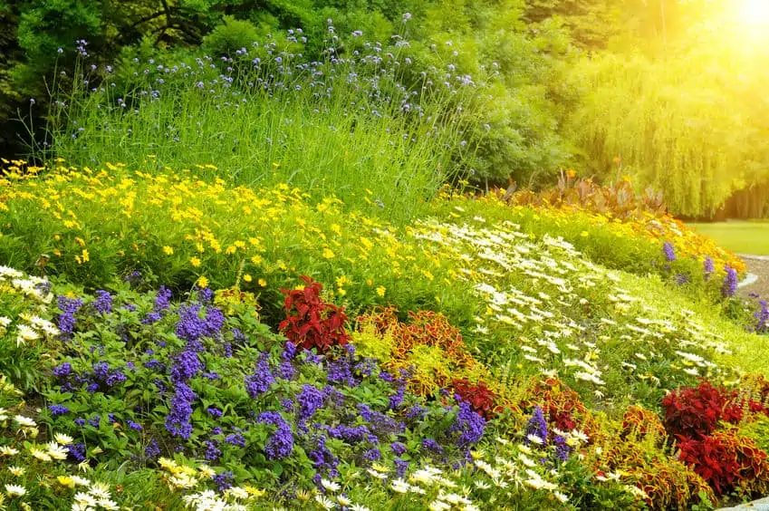 wildflower garden for bees