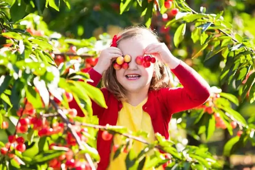 How to Plant & Care for a Cherry Tree