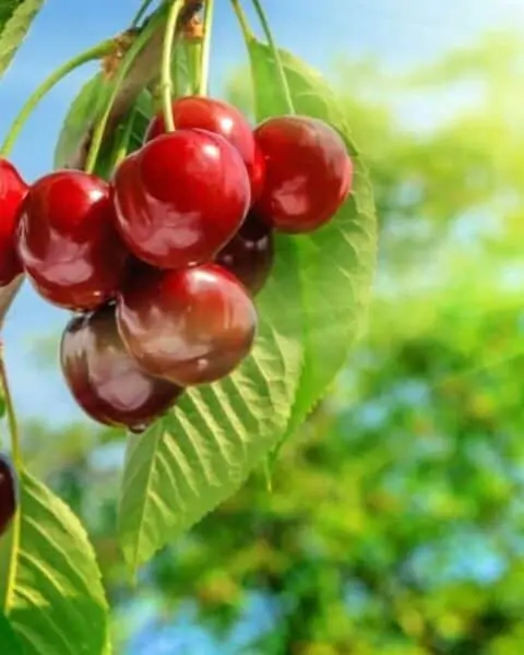 A bundle of cherries on a tree in the garden.
