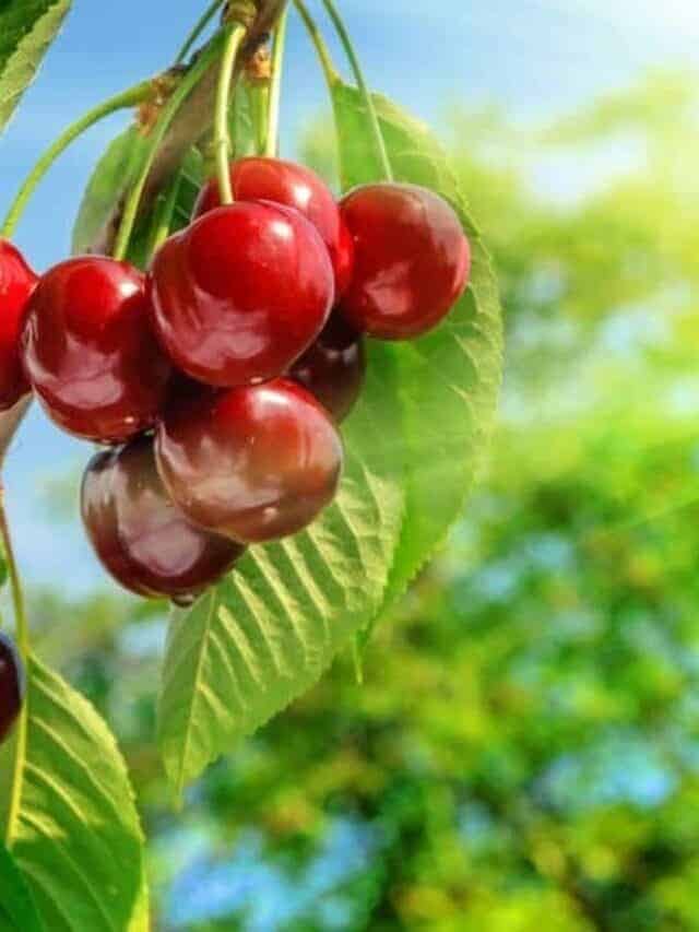 How to Plant & Care for a Cherry Tree Story