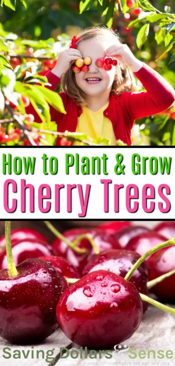 How to Plant and Care for a Cherry Tree