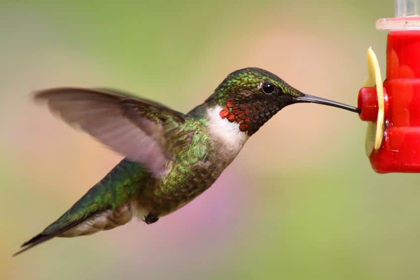 how to make hummingbird water