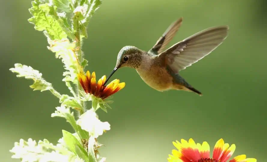 hummingbird nectar