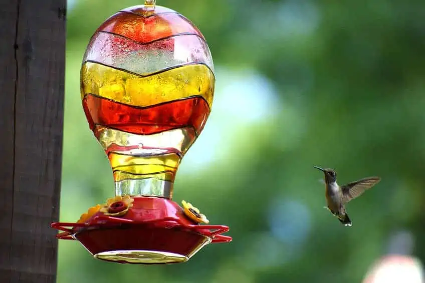 hummingbird feeder