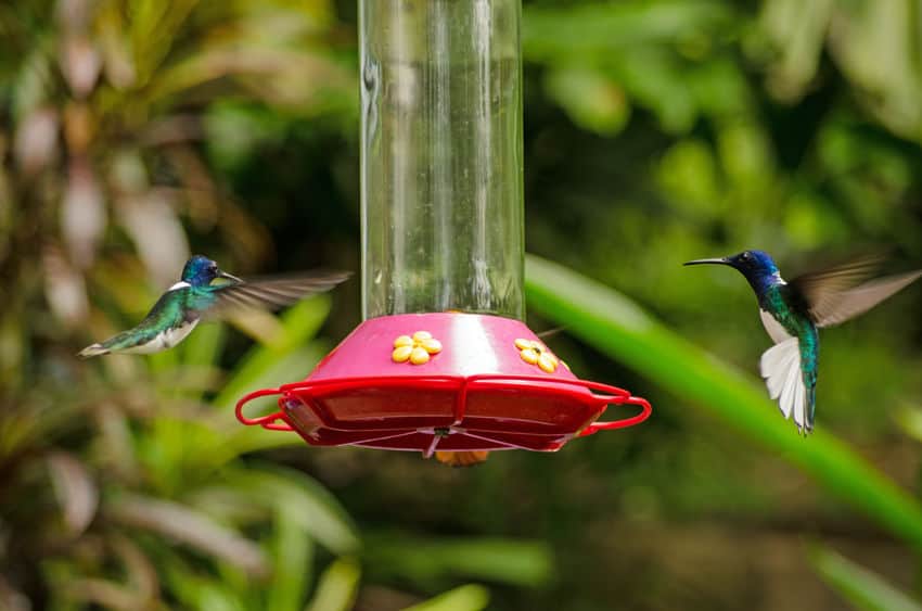 easy homemade hummingbird nectar