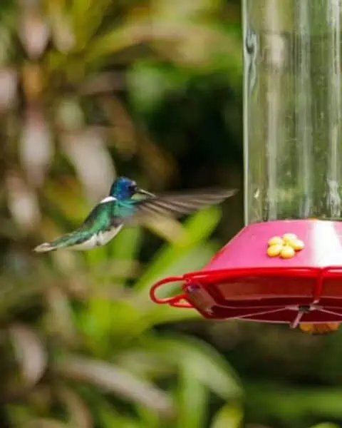 A small hummingbird goes up to a feeder to eat.