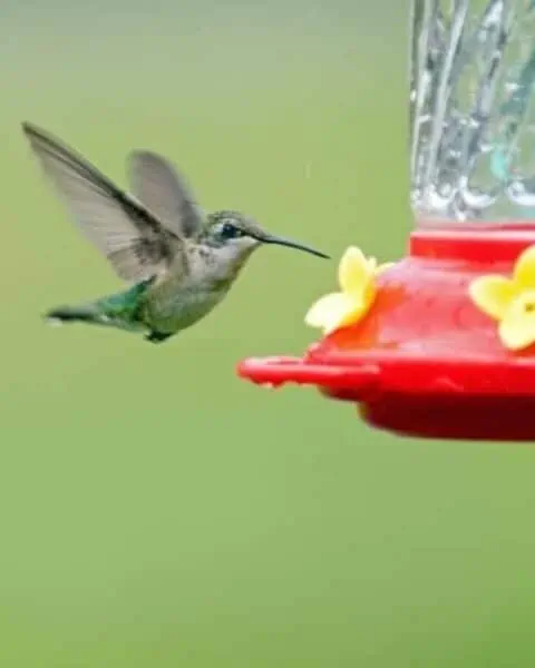 hummingbird flying near a hummingbird feeder to eat the nectar